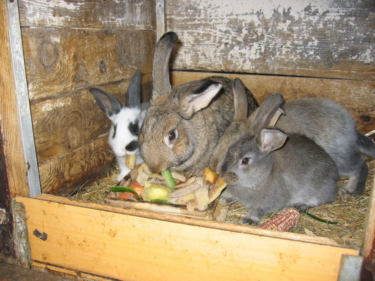 Wir wünschen frohe Ostern!